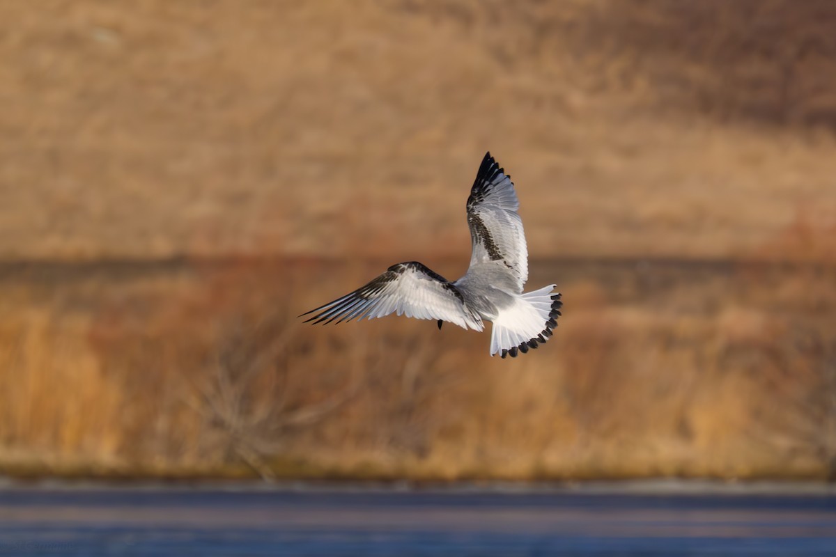 krykkje - ML645755286