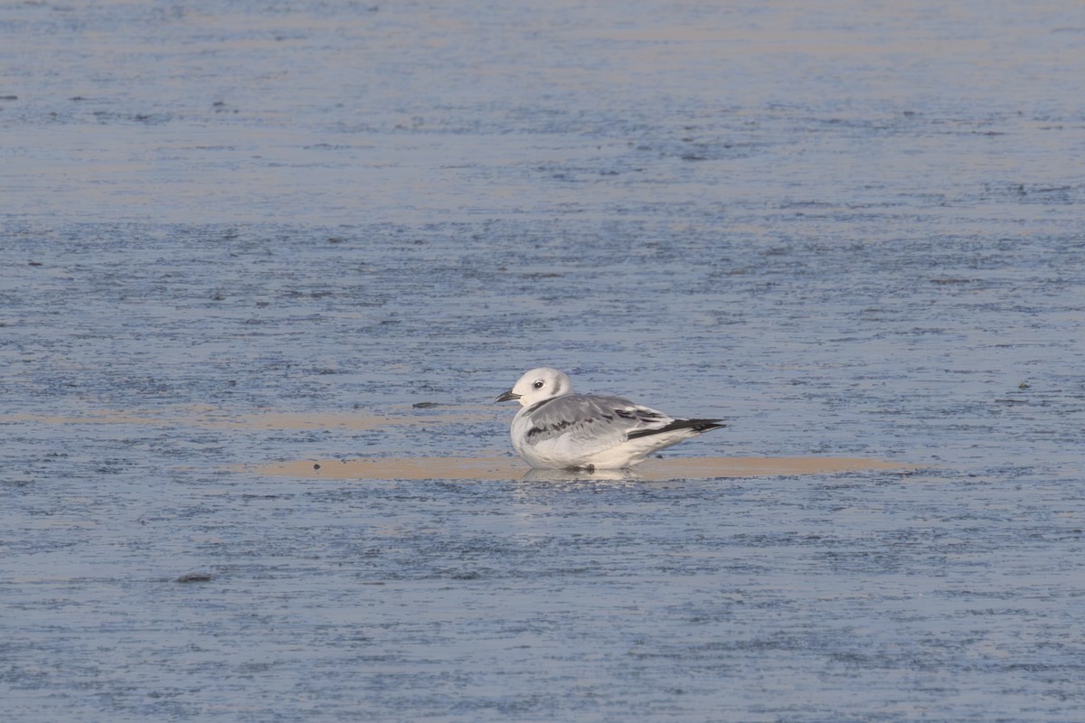 krykkje - ML645755287