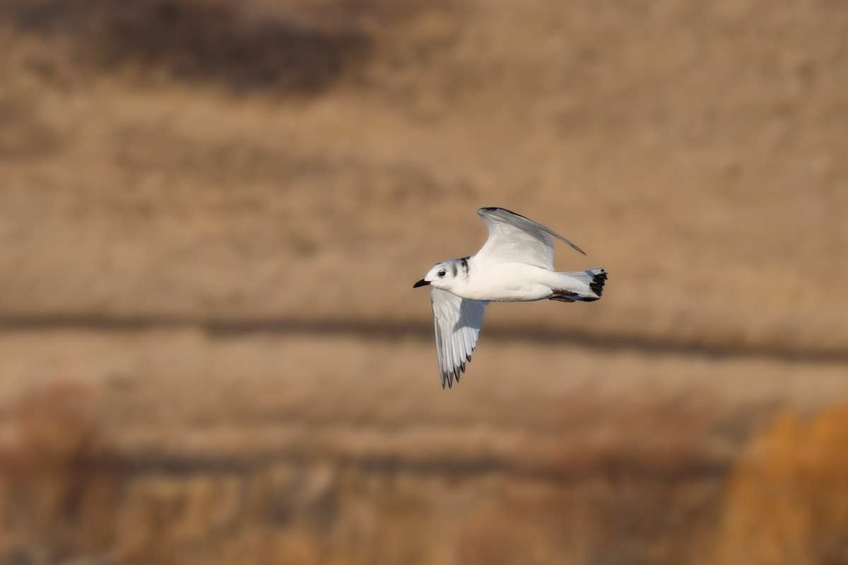 krykkje - ML645755288