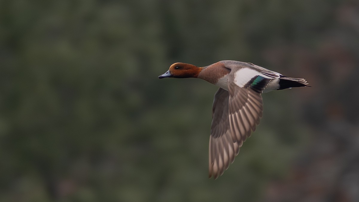 Eurasian Wigeon - ML645755289