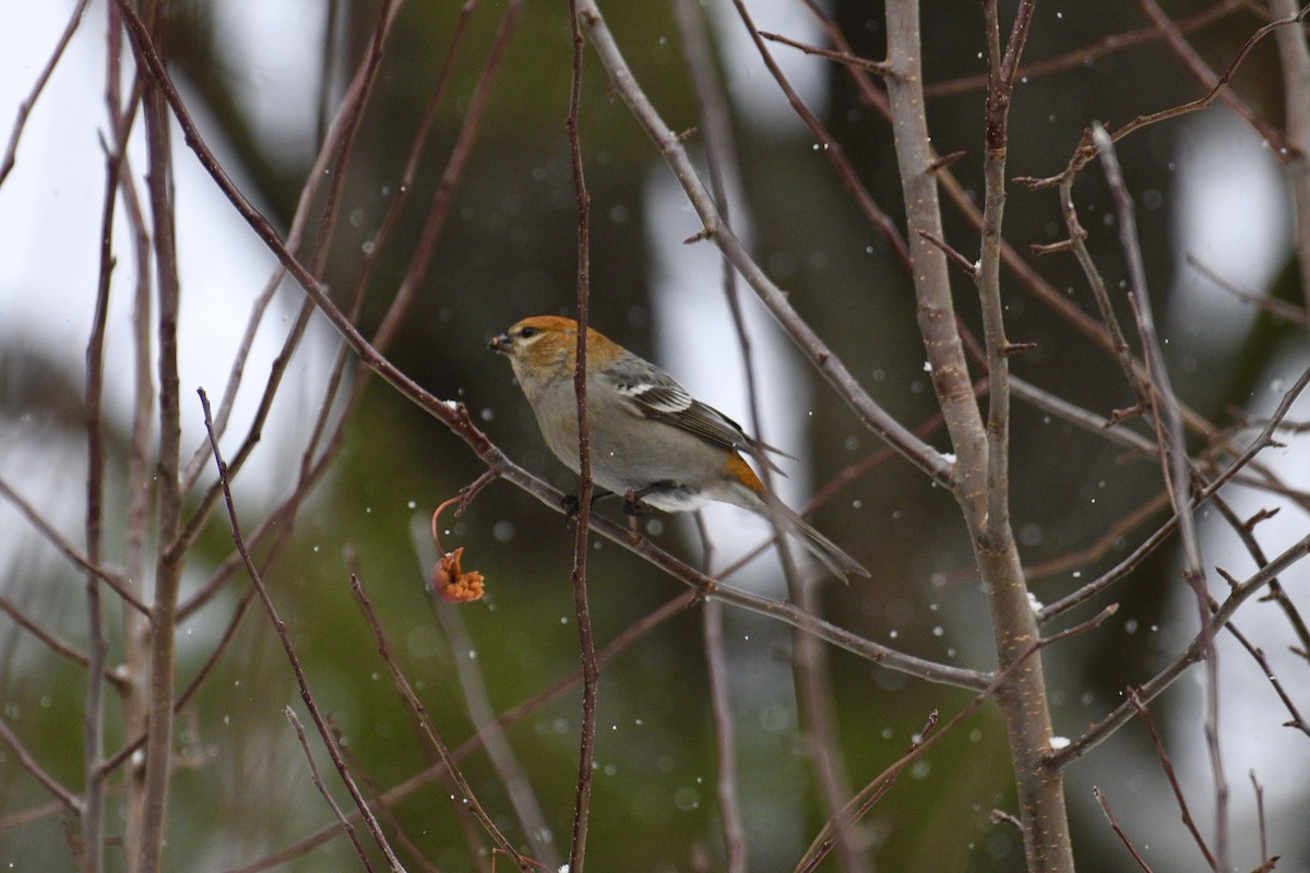 Pine Grosbeak - ML645755290