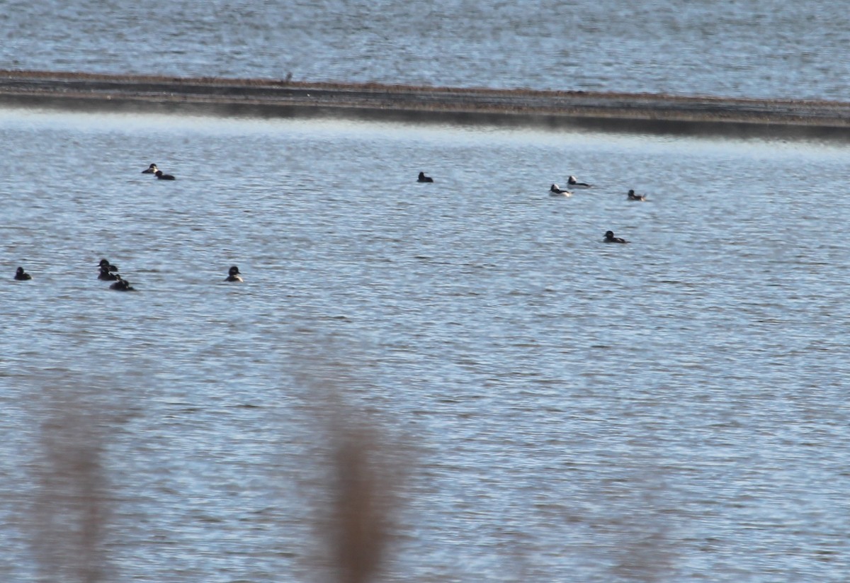 hohol bělavý - ML645755294