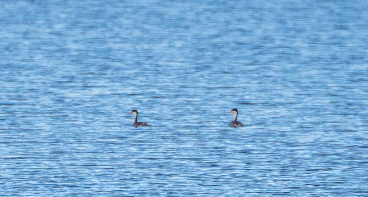 Clark's Grebe - ML645755295