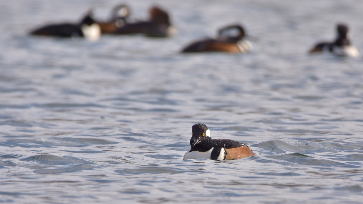 Başlıklı Tarakdiş - ML645755296