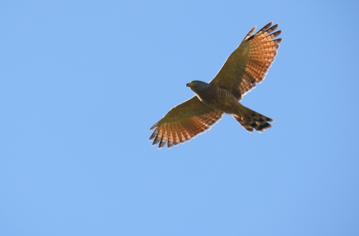 káně krahujová - ML645755297