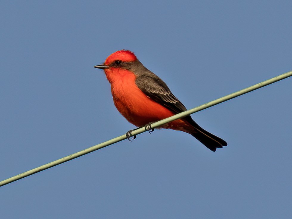 Vermilion Flycatcher - ML645755298