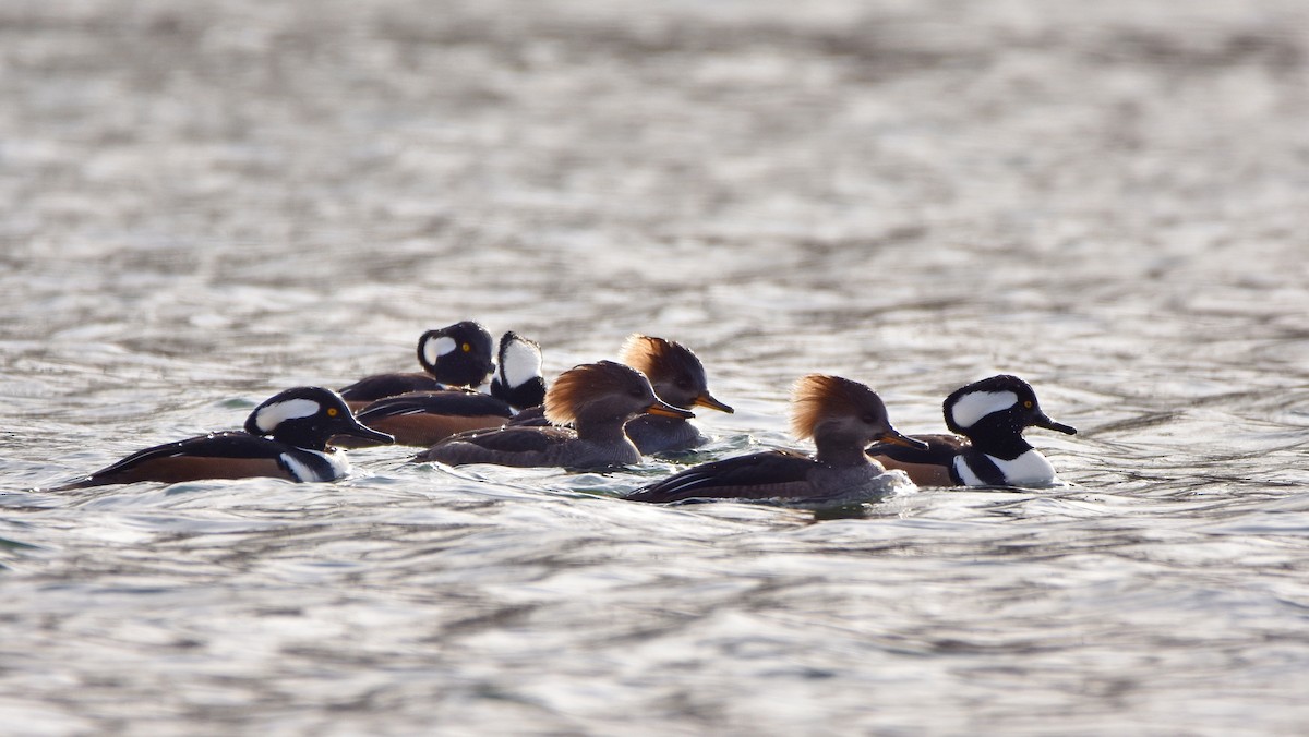Başlıklı Tarakdiş - ML645755304