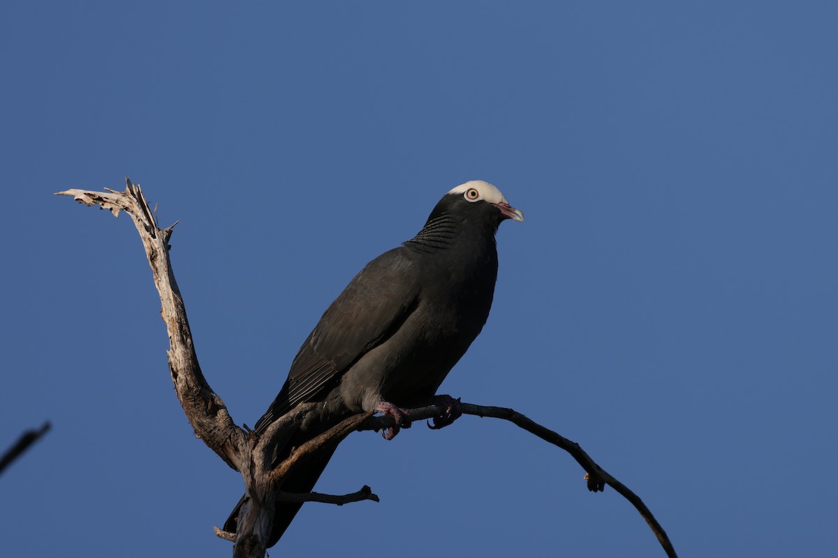 White-crowned Pigeon - ML645755307