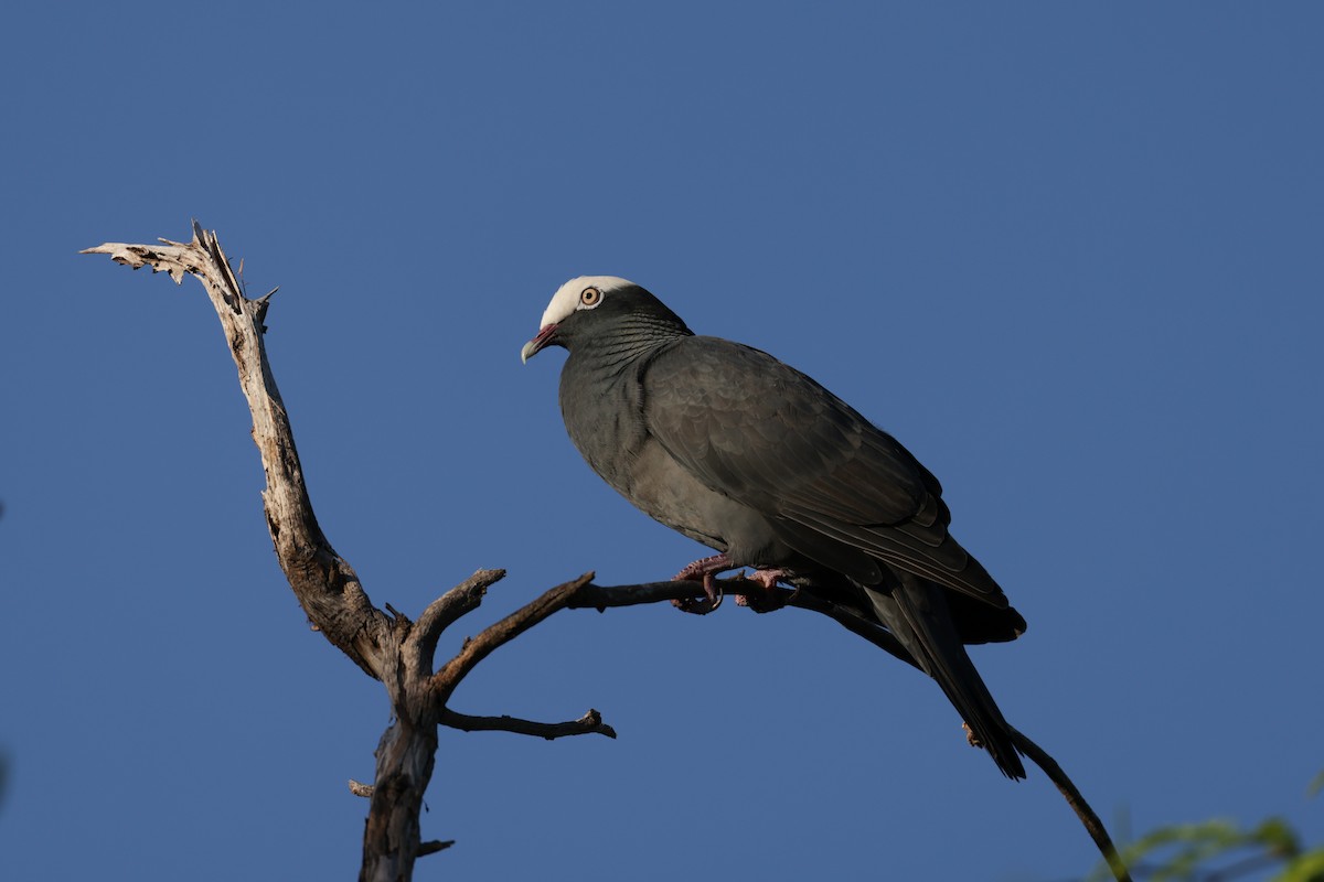 White-crowned Pigeon - ML645755308