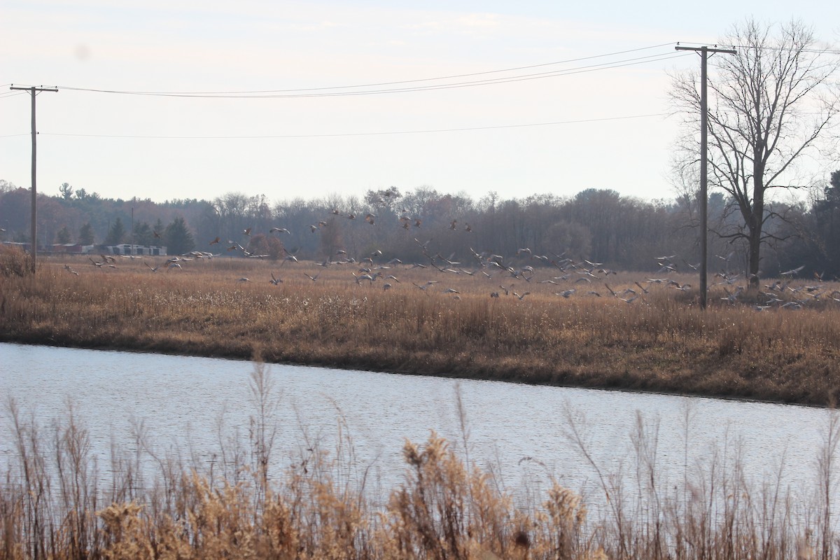 jeřáb kanadský - ML645755312