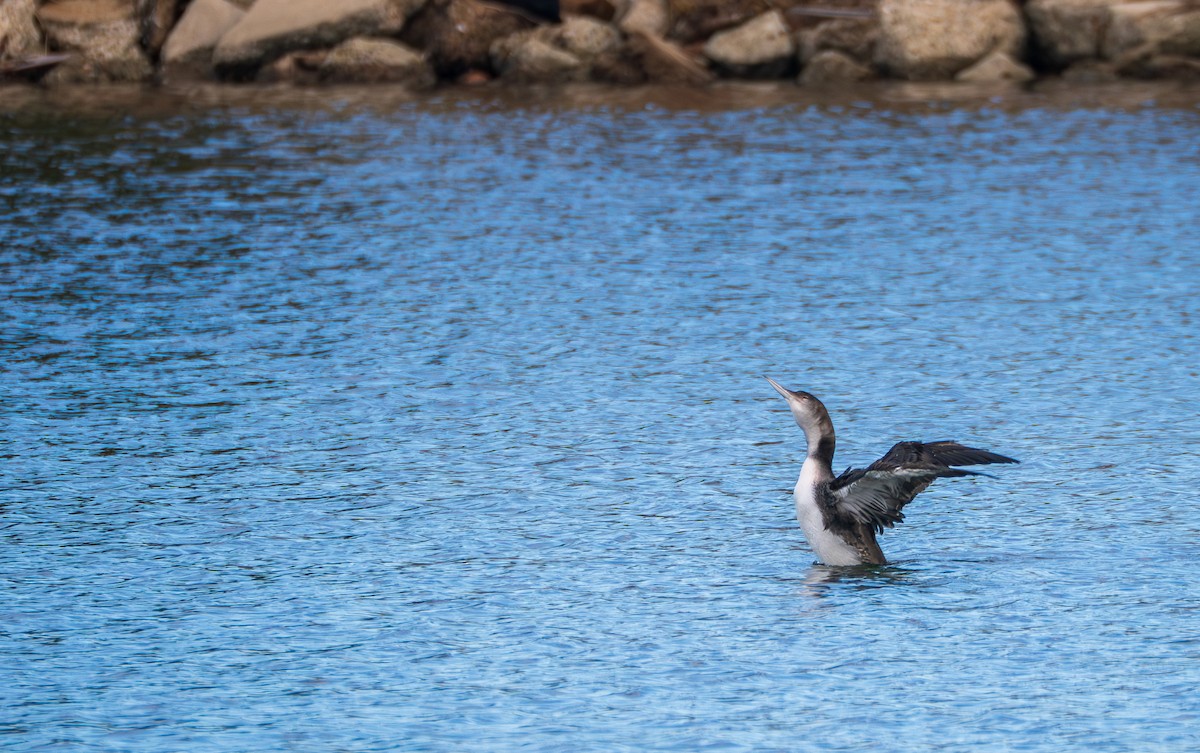 Common Loon - ML645755320