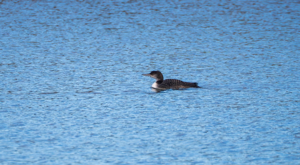Common Loon - ML645755321
