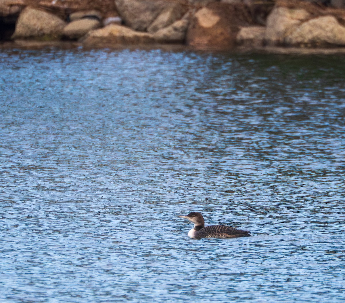 Common Loon - ML645755322