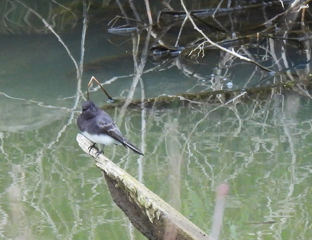 Black Phoebe - ML645755330