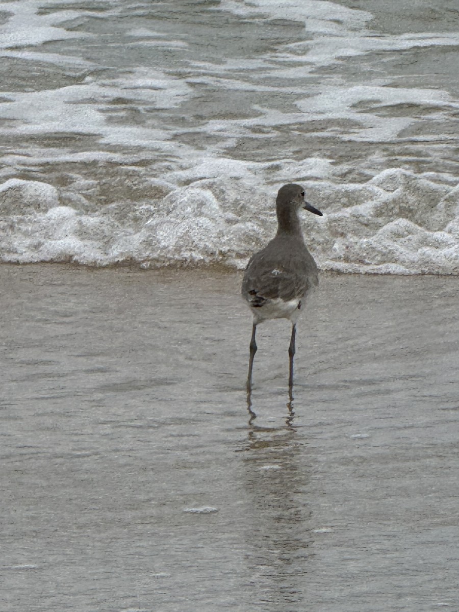 Willet - ML645755331