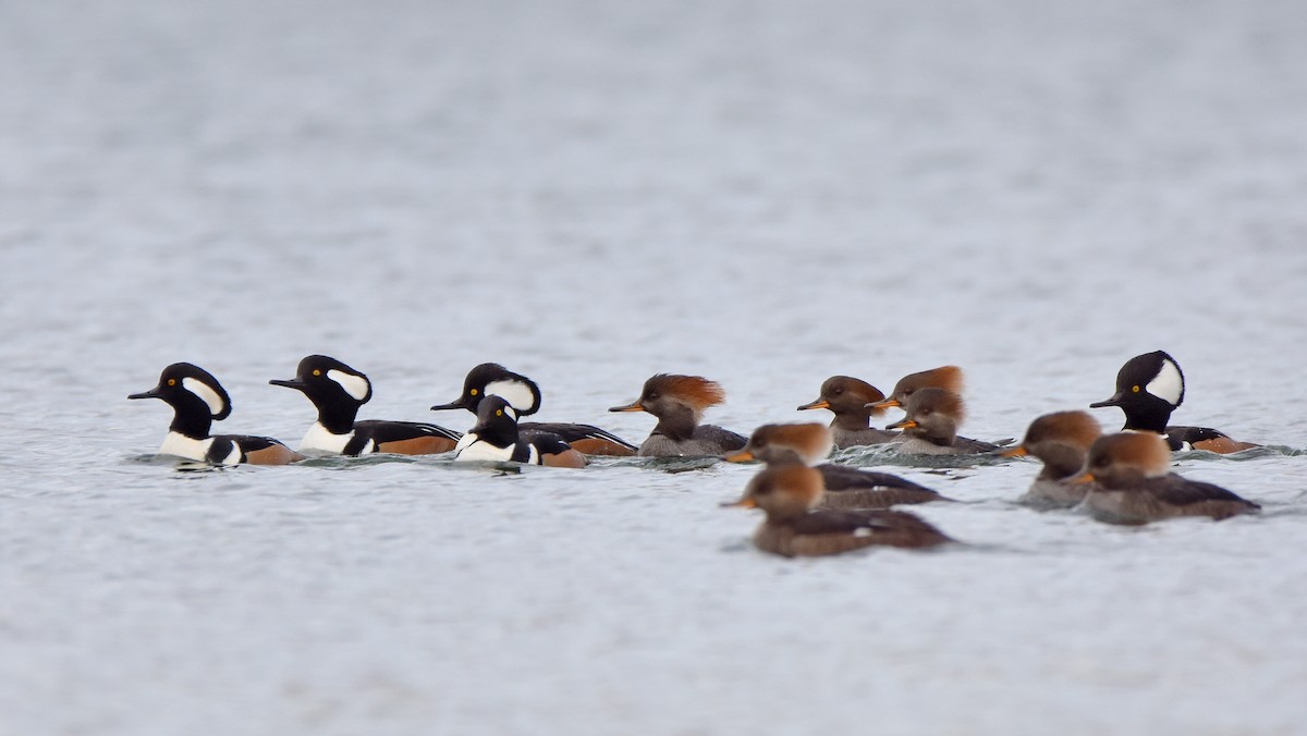 Başlıklı Tarakdiş - ML645755332