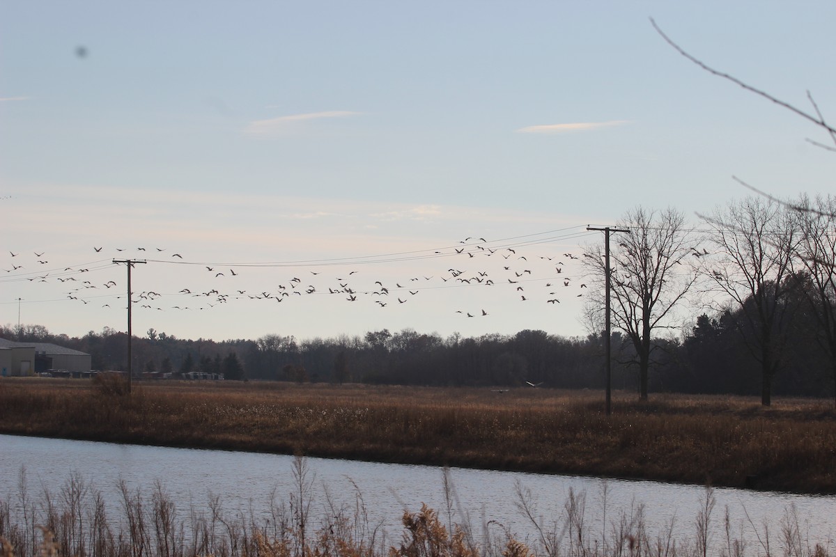 jeřáb kanadský - ML645755337