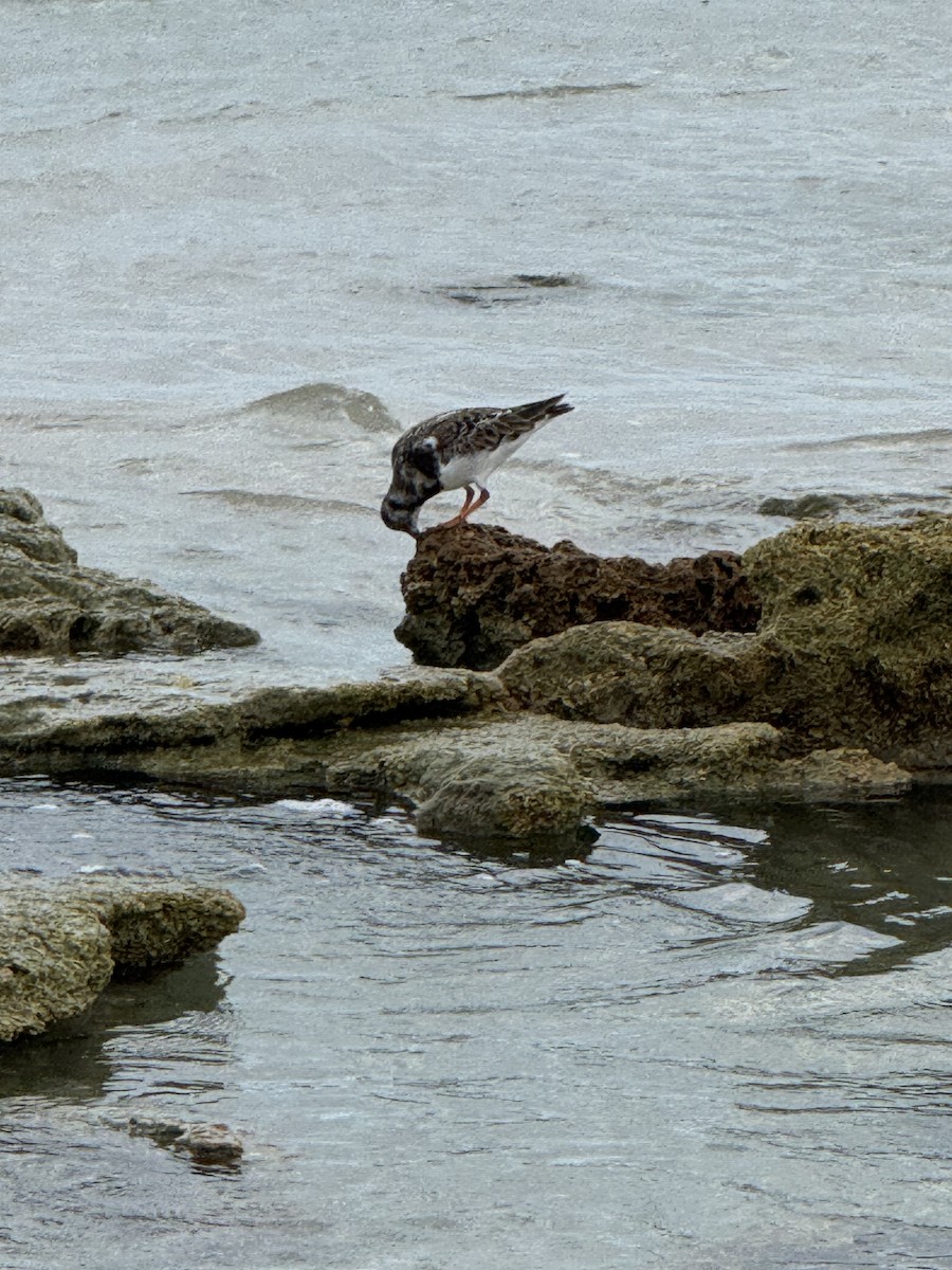 Ruddy Turnstone - ML645755339