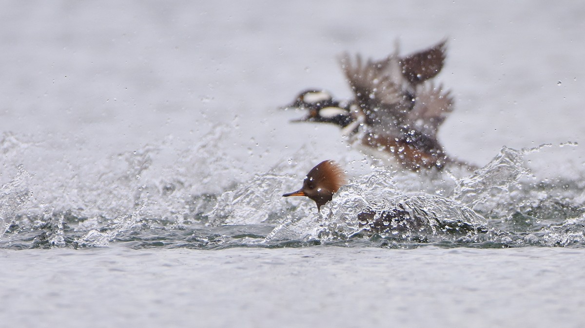 Başlıklı Tarakdiş - ML645755343