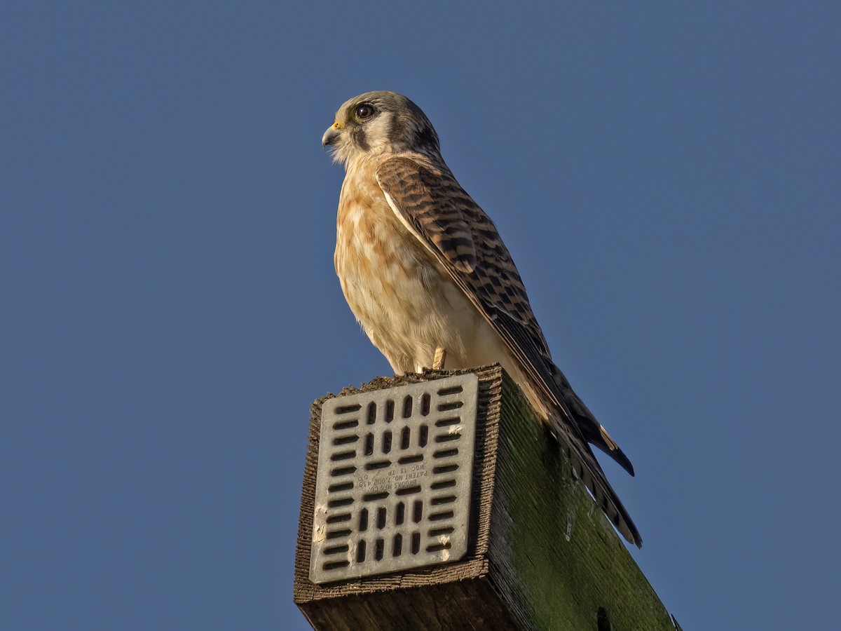 American Kestrel - ML645755344