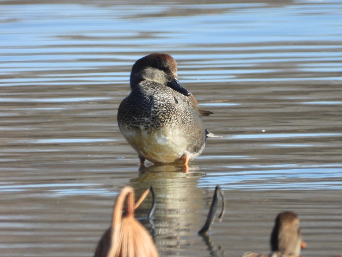 Серая утка - ML645755345