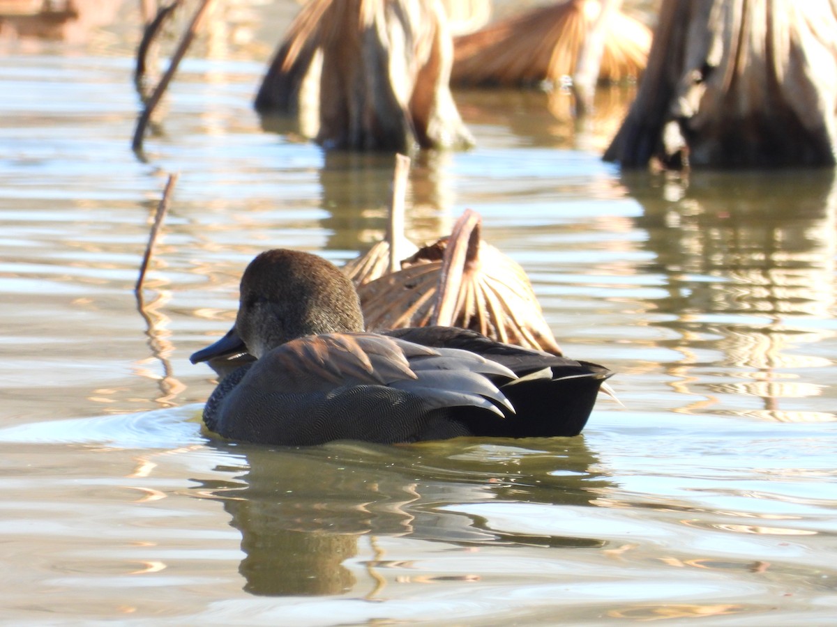 Серая утка - ML645755346