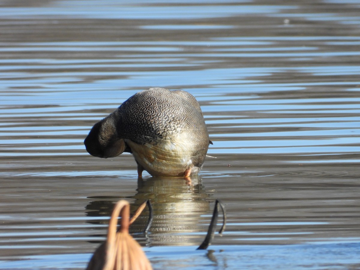 Серая утка - ML645755347