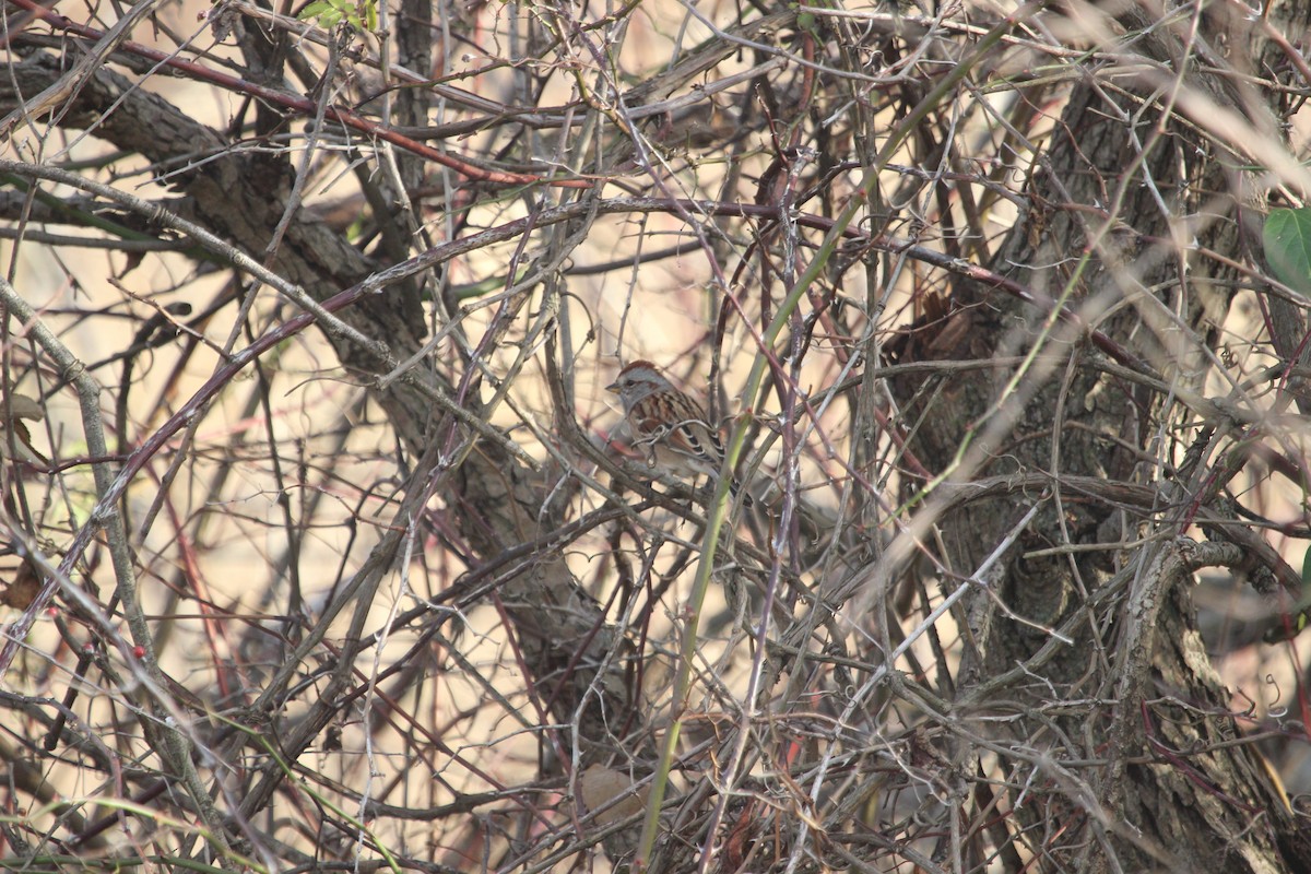 strnádka pokřovní - ML645755348