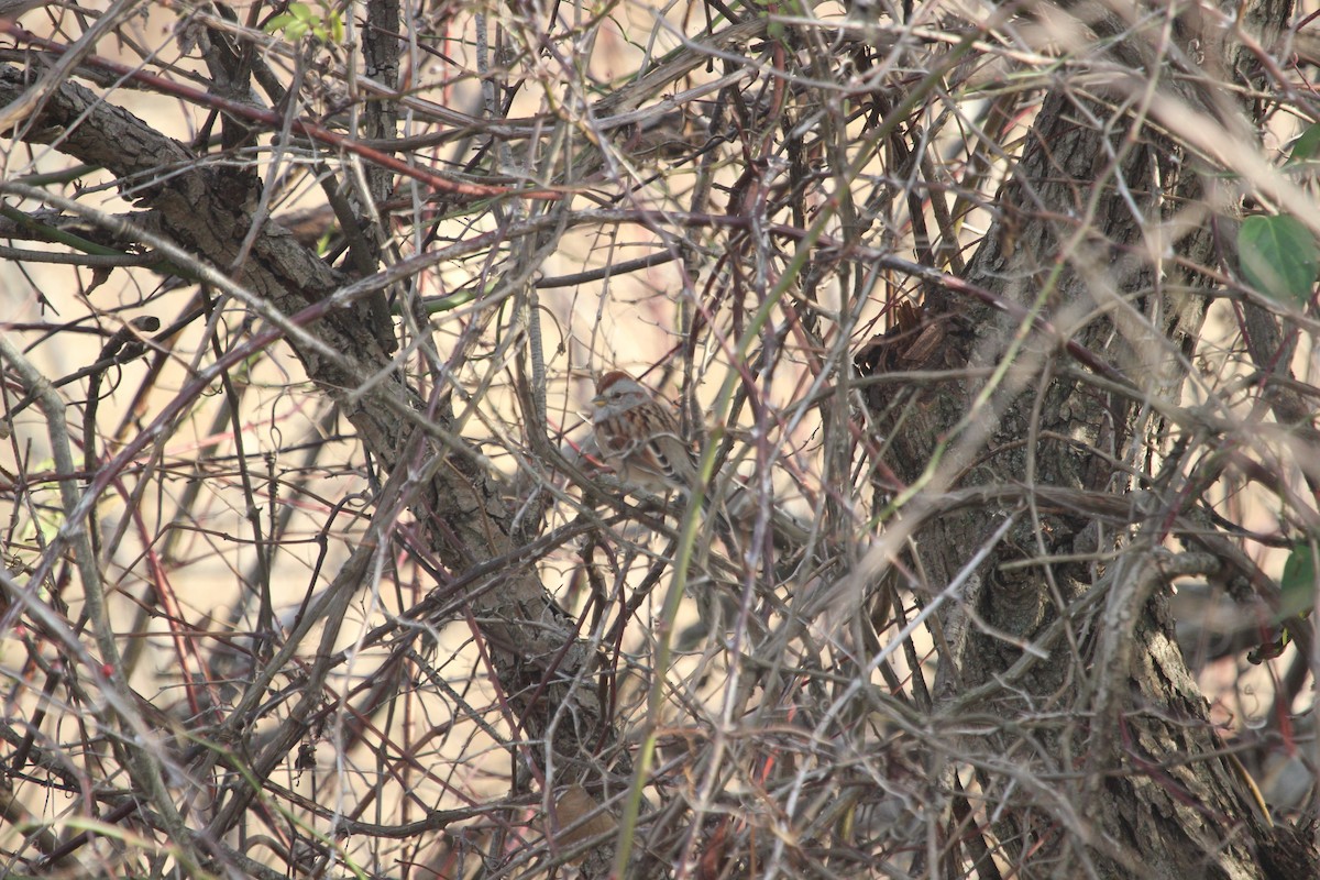 strnádka pokřovní - ML645755349