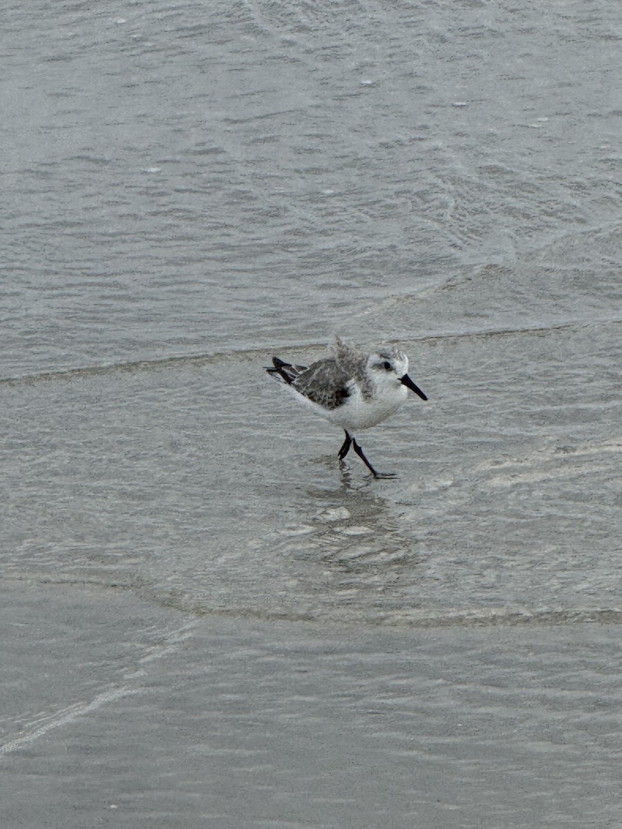 Sanderling - ML645755350