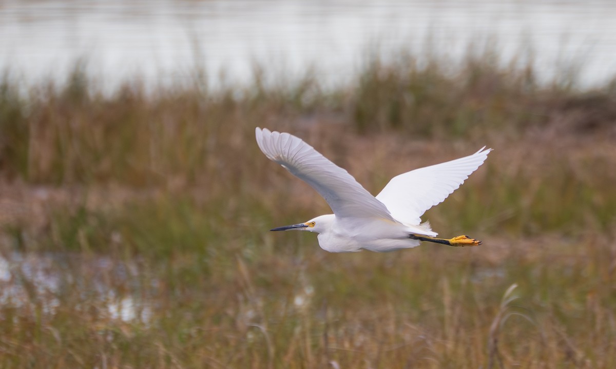 Snowy Egret - ML645755351