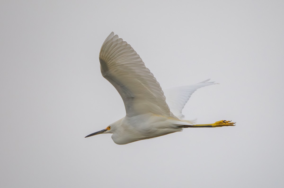 Snowy Egret - ML645755352