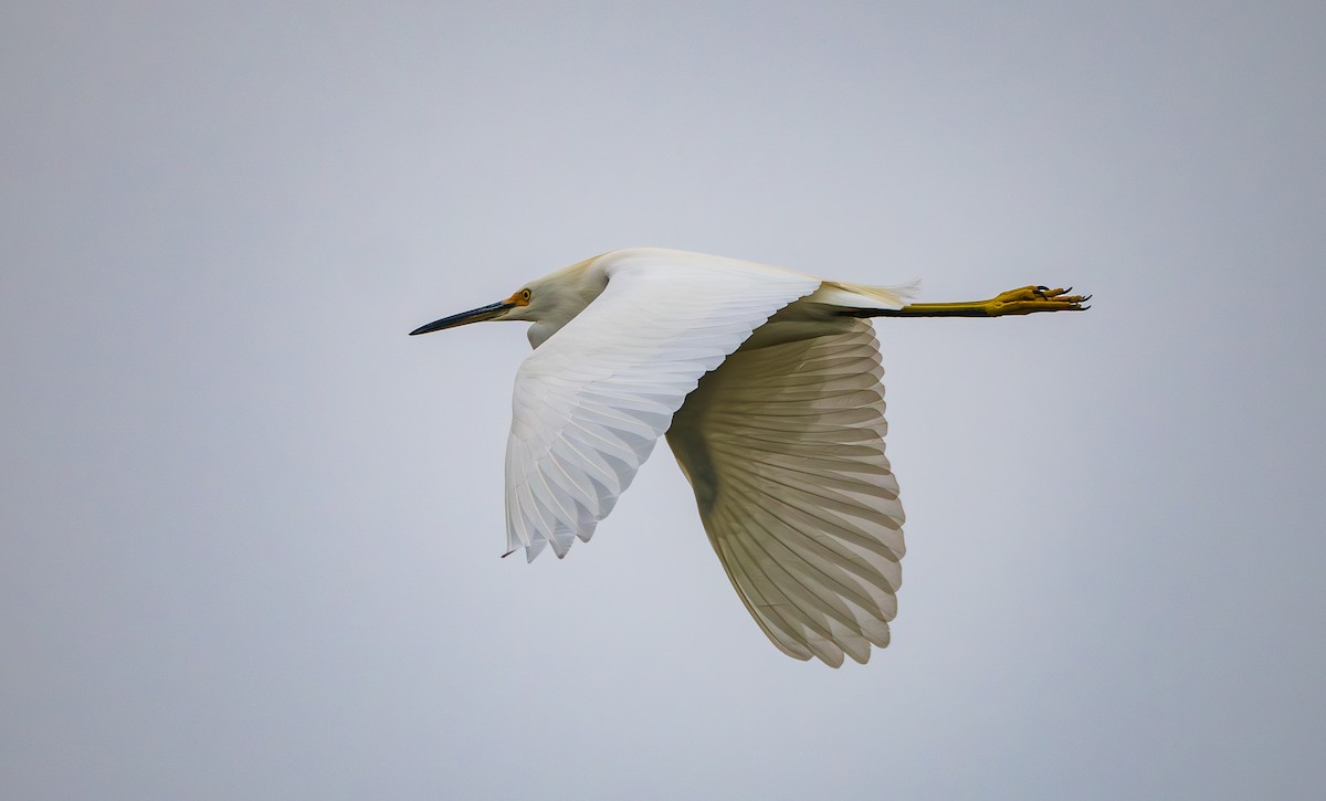 Snowy Egret - ML645755353