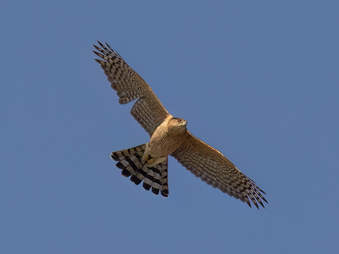 Cooper's Hawk - ML645755354