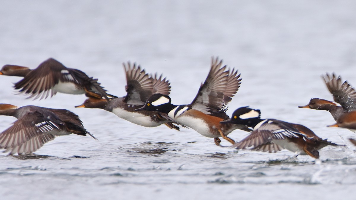 Başlıklı Tarakdiş - ML645755366