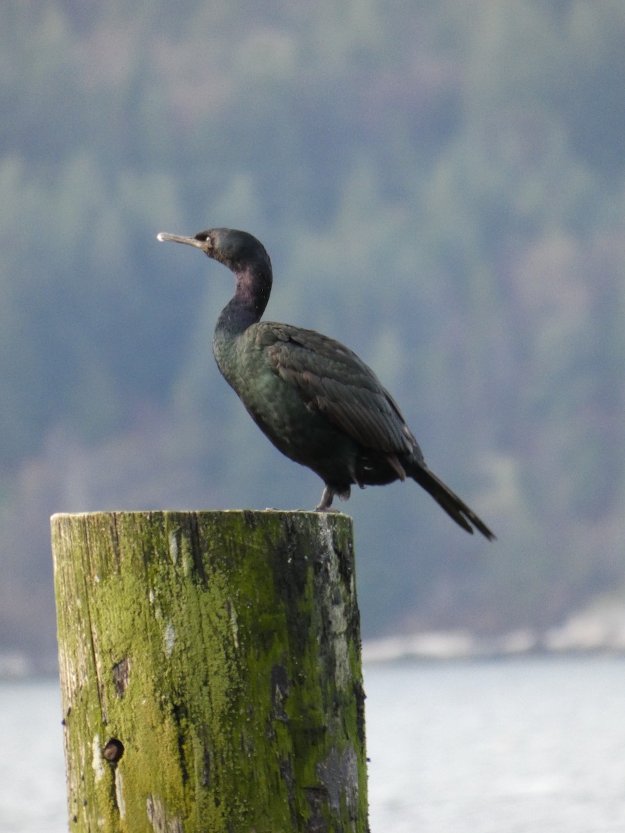 kormorán tichomořský - ML645755373