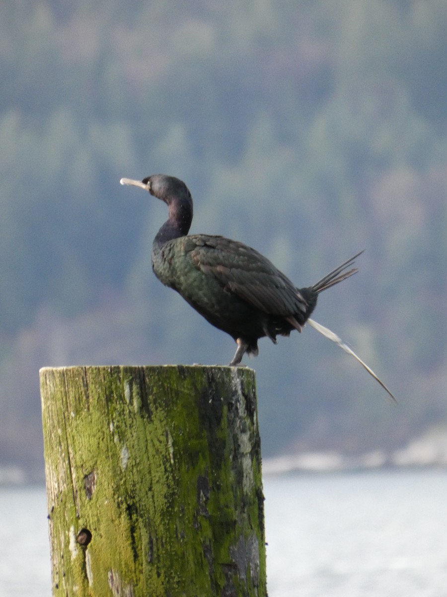 kormorán tichomořský - ML645755374