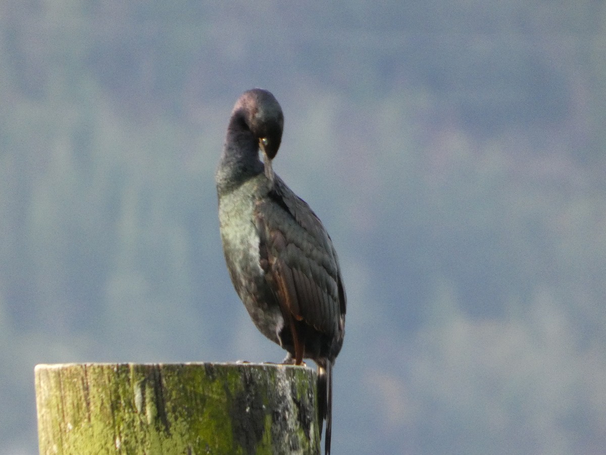 kormorán tichomořský - ML645755375