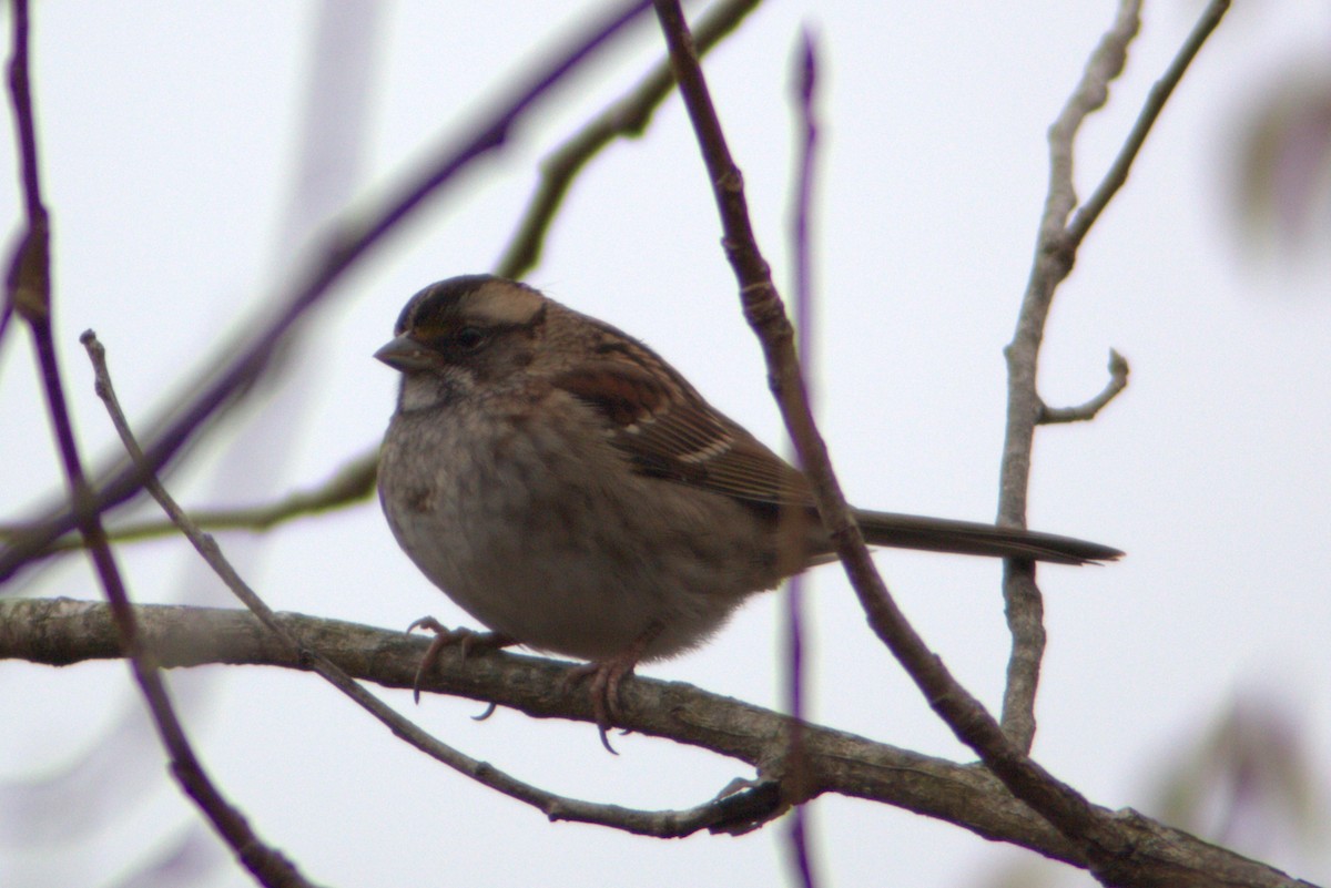 White-throated Sparrow - ML645755376