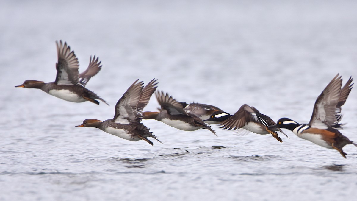 Başlıklı Tarakdiş - ML645755379