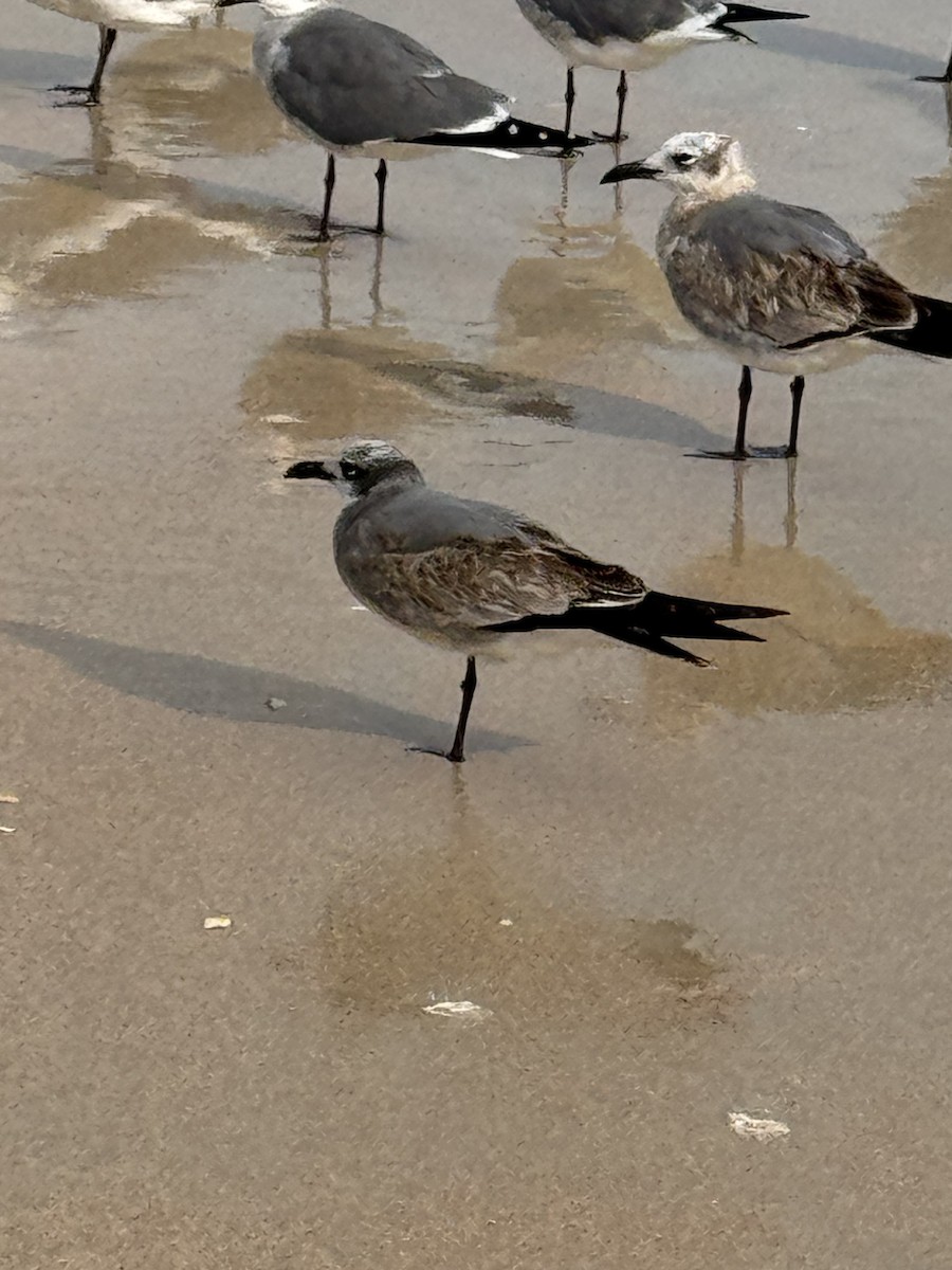 Laughing Gull - ML645755392