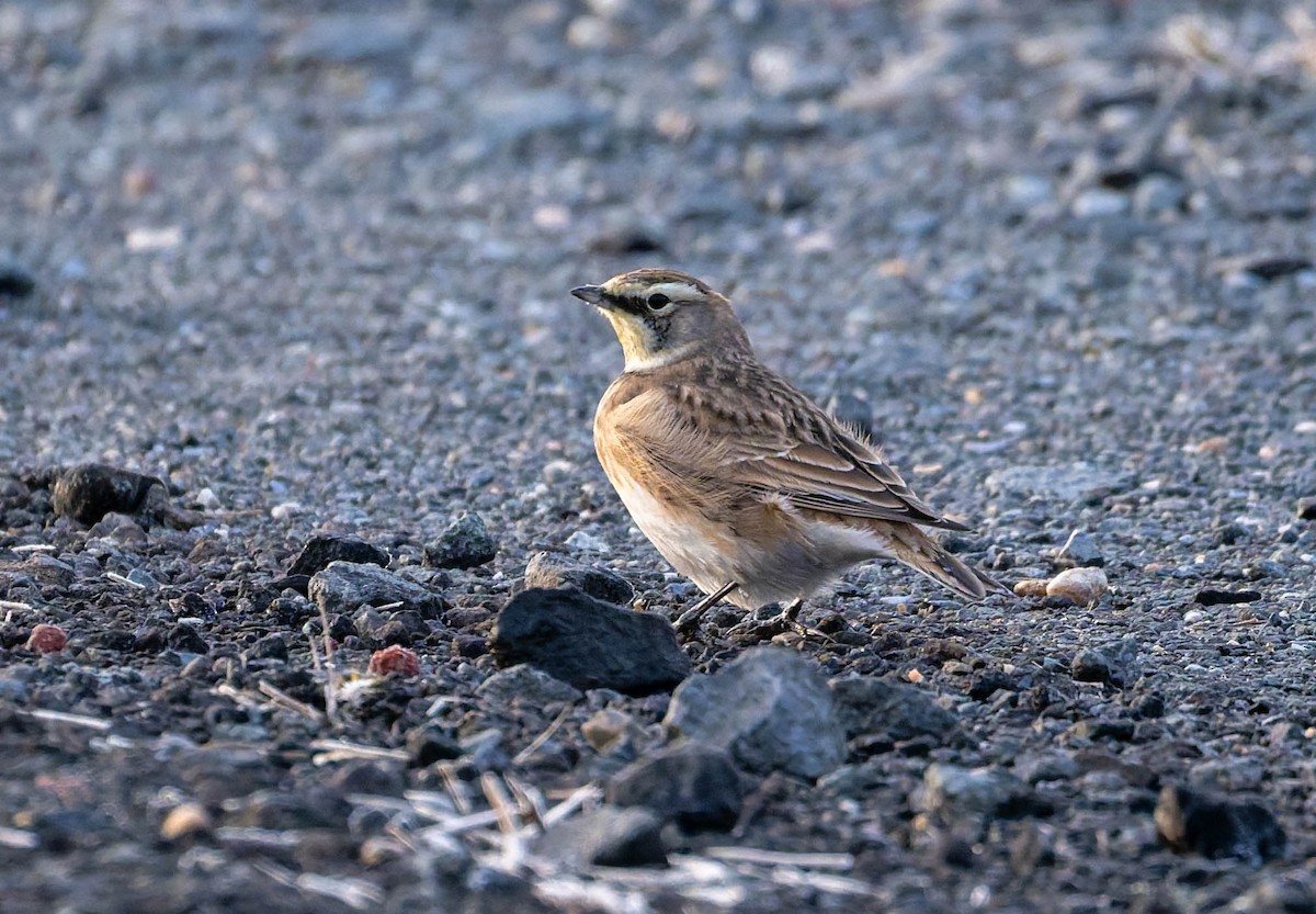 Alondra Cornuda - ML645755397