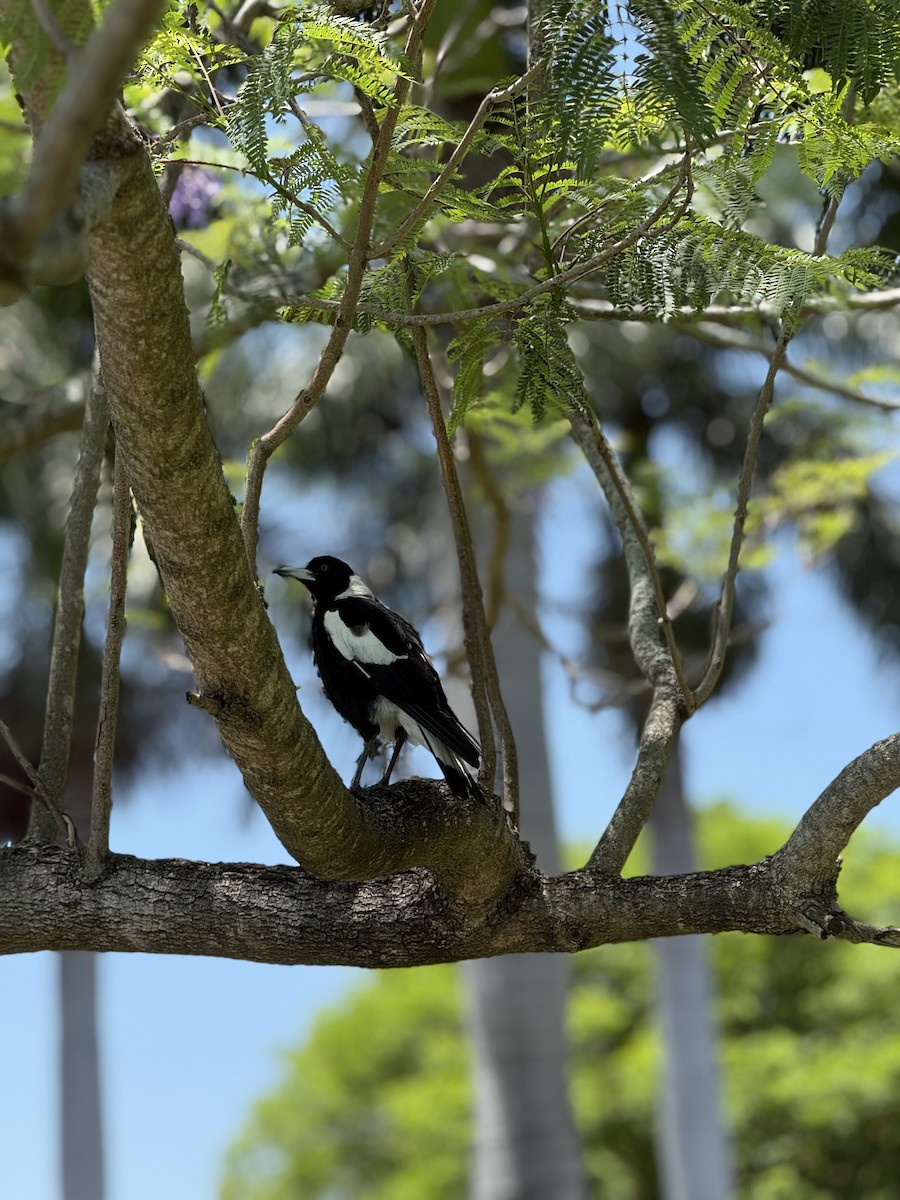 flétňák australský - ML645755398