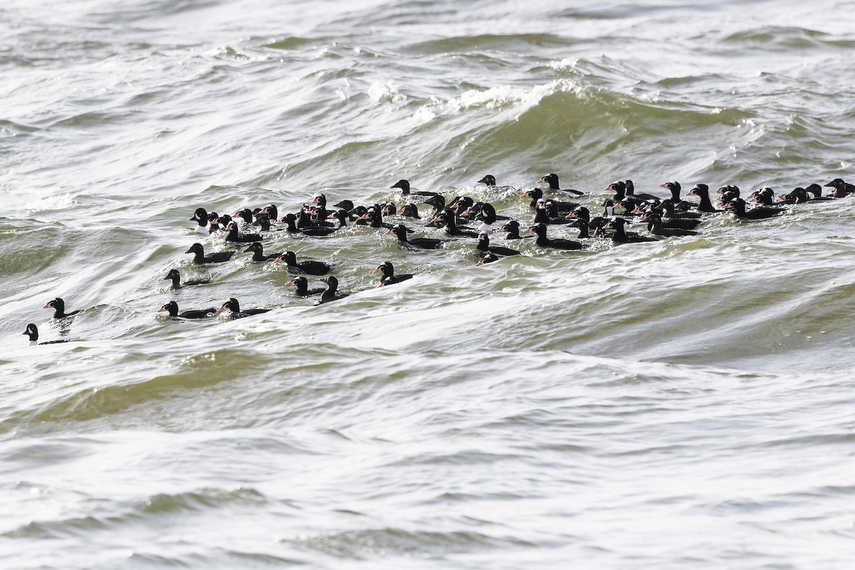 Surf Scoter - ML645755399