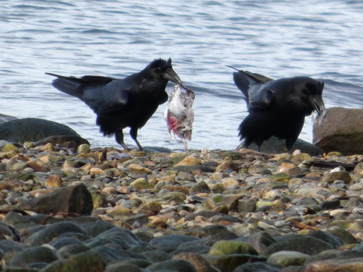 Erroi handia - ML645755400