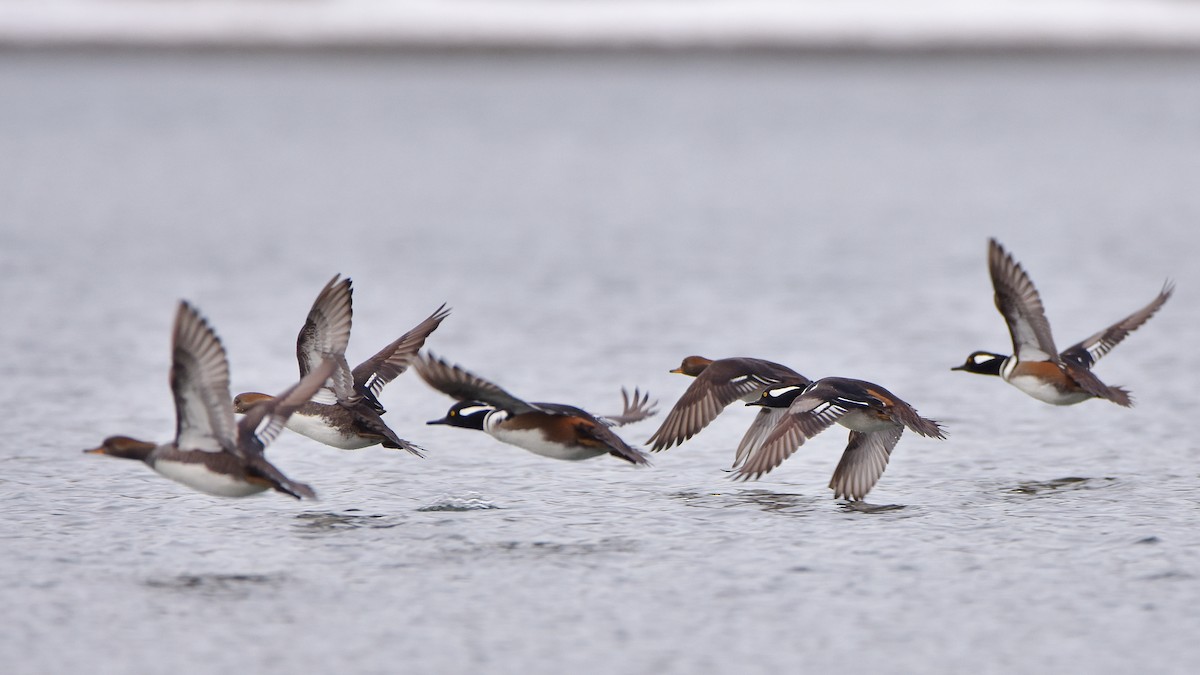 Başlıklı Tarakdiş - ML645755405