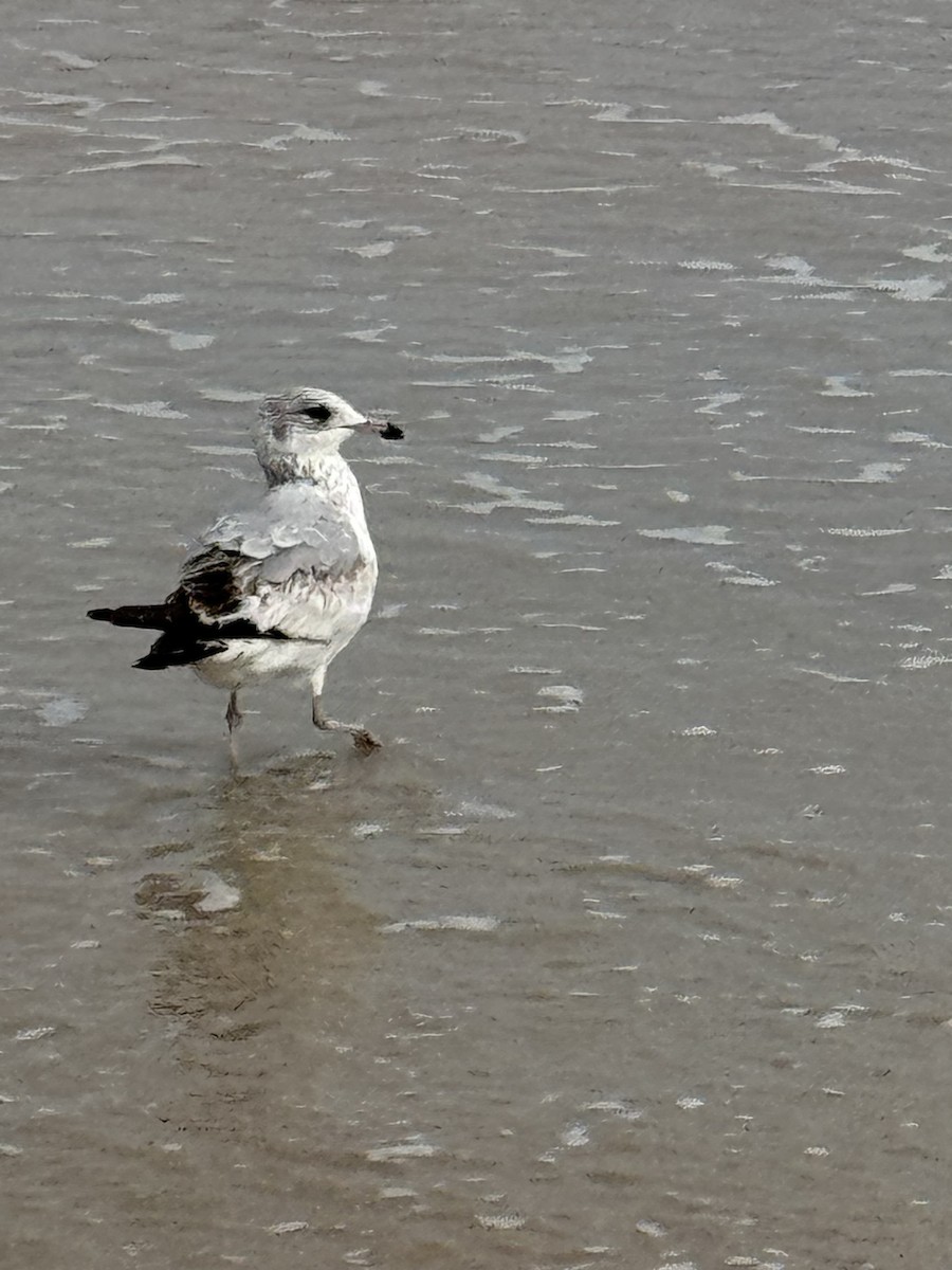 Ring-billed Gull - ML645755409