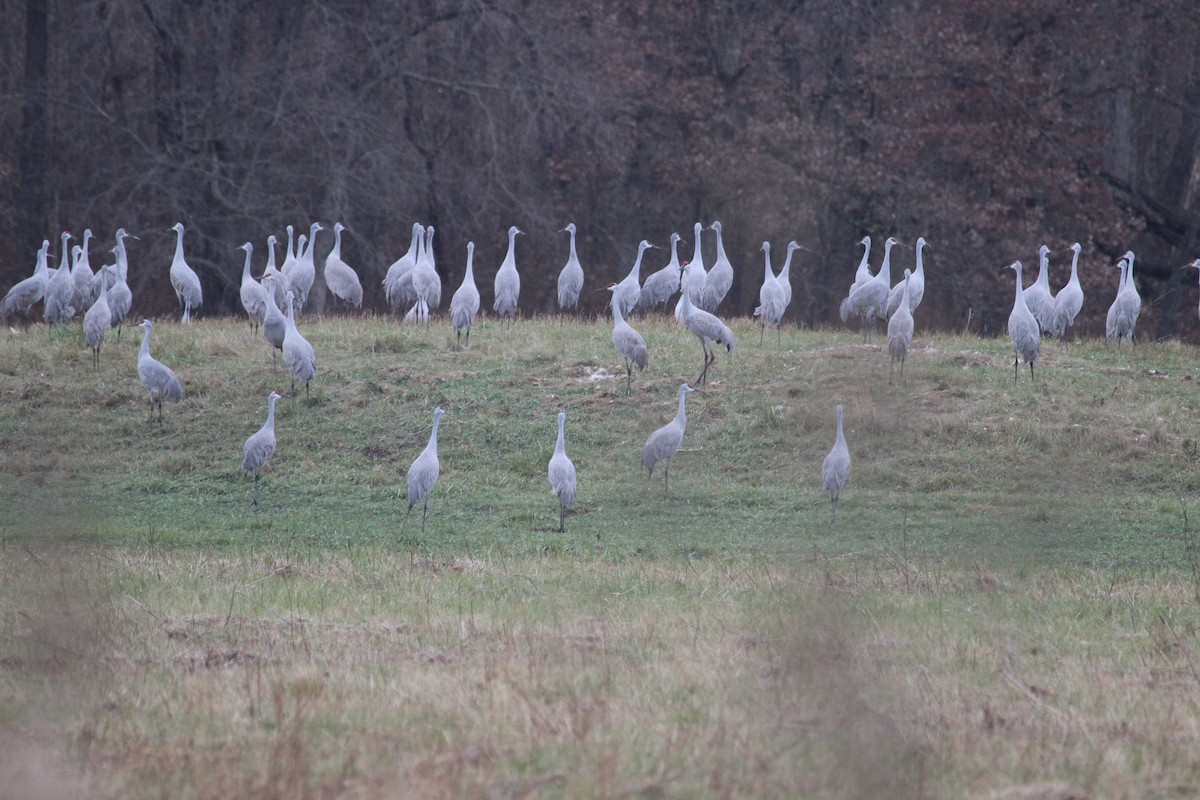 jeřáb kanadský - ML645755411