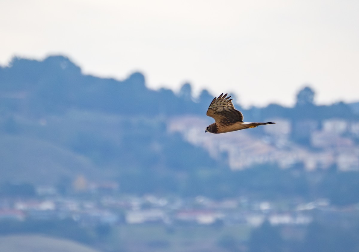 Northern Harrier - ML645755416