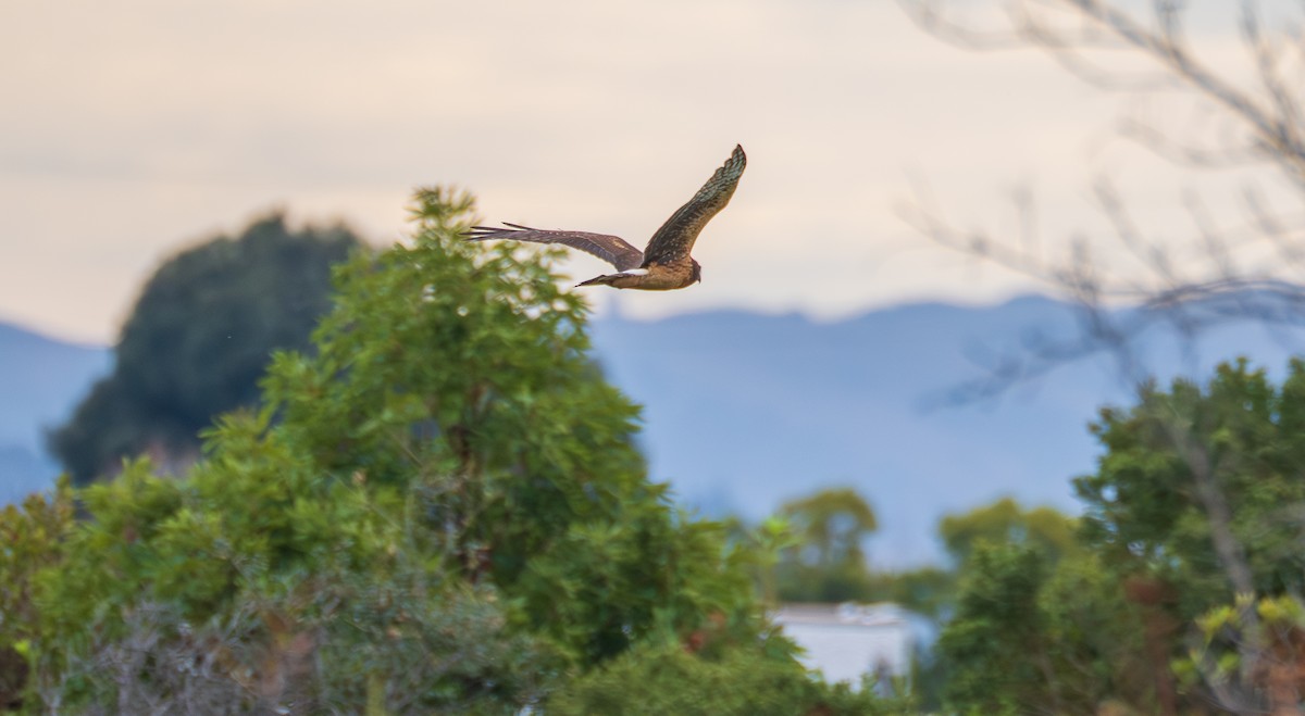 Northern Harrier - ML645755417